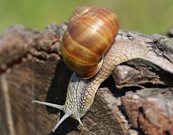 Élevage et dégustation d'escargots, Escarg'holala, Savianges