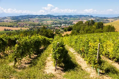 vignoble sous le soleil